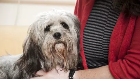 ESC - sad dog